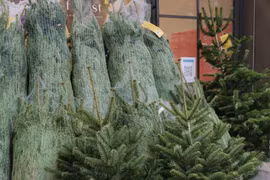 Cây thông tươi Noel nhập ngoại: Đa dạng mẫu mã, giá tăng nhẹ
