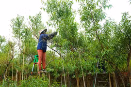 Đào Nhật Tân vào mùa 'xuống lá', người dân làm việc hết công suất