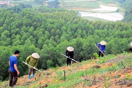 Trồng rừng thay thế gặp khó, vì đâu?