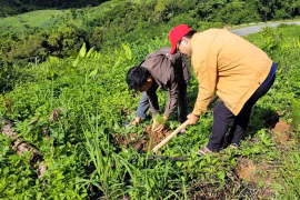 Kon Tum: Nan giải bài toán trồng rừng ở huyện nghèo Tu Mơ Rông