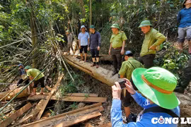 “Máu rừng” vẫn chảy ở xứ Thanh: Cục Kiểm lâm vào cuộc!
