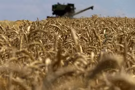 Liên minh châu Âu cảnh báo Ba Lan, Hungary trong vụ cấm ngũ cốc Ukraine