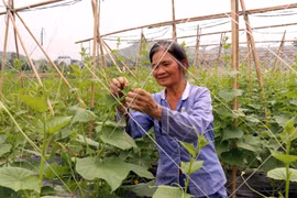 Tuyên Quang chú trọng phát triển sản xuất liên kết theo chuỗi giá trị vùng đồng bào dân tộc thiểu số