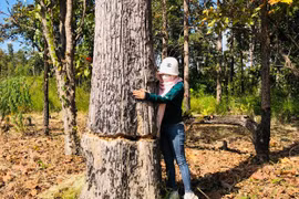 Vụ cánh rừng biên giới Gia Lai bị phá tan hoang: Thêm hàng trăm cây rừng bị “bức tử”