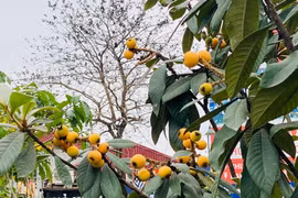 Loại quả chỉ nhà giàu mới mua về ăn, được nhiều người nhân giống thành công tại vườn nhà