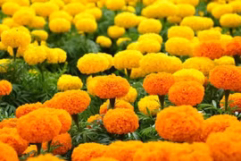 Hoa Vạn Thọ