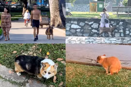 Chó thả rông, không rọ mõm vẫn tung hoành ở công viên Hà Nội