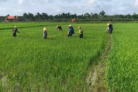 Đắk Mâm, huyện Krông Nô (Đắk Nông): Hiệu quả từ Chương trình 1719
