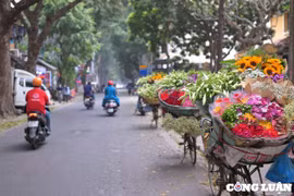 Hoa loa kèn đầu mùa bừng sáng phố phường Hà Nội