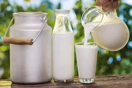 Tăng cường hậu kiểm sữa chế biến