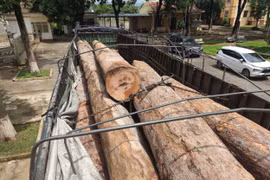 Gia Lai: Phát hiện vụ vận chuyển gỗ lậu quy mô lớn