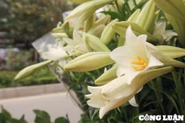 Hoa loa kèn "kéo" tháng Tư về trên phố Hà Nội