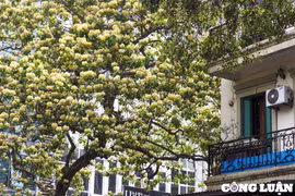 Hà Nội: Cây hoa bún 300 tuổi bung nở vàng rực những ngày đầu tháng 4