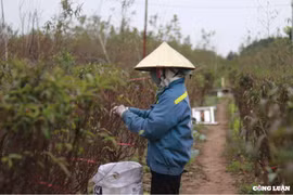 Vườn đào Nhật Tân vào mùa tuốt lá