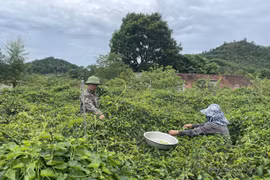 Nông dân thu nhập cao nhờ cây hoa thoảng hương thơm