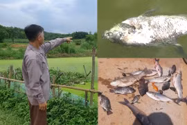 Thanh Hóa: Người dân bức xúc vì trang trại chăn nuôi lợn gây ô nhiễm