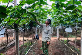Gia Lai: Anh nông dân chân đất đánh liều rót hơn 1 tỷ đồng trồng nho hữu cơ