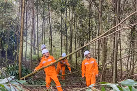 Bảo đảm hành lang an toàn lưới điện trên địa bàn tỉnh Thanh Hóa – Hiệu quả không chỉ đến từ nỗ lực của ngành Điện