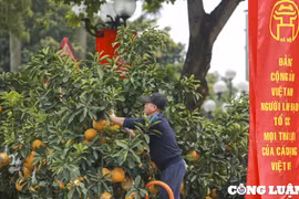 Hà Nội: Trả giá 90 triệu đồng cho gốc bưởi cổ, chủ vườn nhất quyết không bán