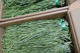Rau tiến vua giá gần nửa triệu đồng/kg được săn đón dịp sát Tết
