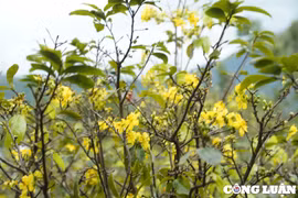 Mai vàng nở sớm, người dân ở ‘thủ phủ’ trồng mai Hà Tĩnh lo mất Tết