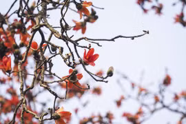 Hà Nội tháng 3, mùa hoa gạo nở rực đỏ