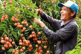 Hàng trăm thương nhân Trung Quốc tới Bắc Giang thu mua vải thiều
