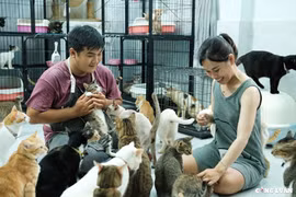 Người phụ nữ trẻ dành hết số tiền cưới thành lập trạm cứu hộ cho những chú mèo hoang