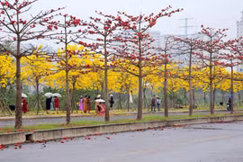 Để những con đường hoa trở thành “đặc sản” của du lịch Thủ đô