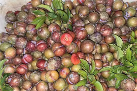 Hơn 300.000 đồng/kg mận hậu trái mùa: Chị em săn lùng, dân buôn “cháy hàng”