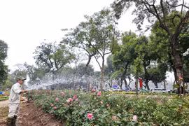 Trồng 10.000 cây hoa hồng vào vị trí phá hàng rào tại Công viên Thống Nhất