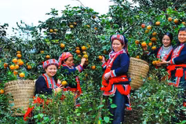 Phát triển sản phẩm du lịch sinh thái gắn với nông nghiệp ở Hà Giang