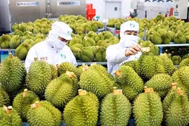 Xuất khẩu rau quả phá kỷ lục lịch sử