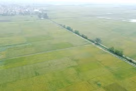 Hà Nội chuyển mục đích sử dụng gần 300ha đất nông nghiệp