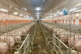 Hoàng Anh Gia Lai (HAG) chỉ còn hơn 50 triệu tiền mặt cuối Q2, 2 kỳ liên tiếp chưa trả lãi trái phiếu