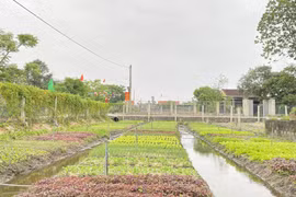 Xây dựng nông thôn mới ở Quảng Bình ngày càng đi vào chiều sâu và bền vững