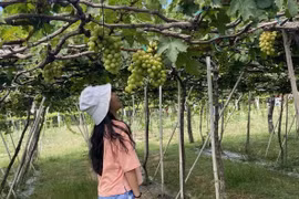 Hàng ngàn du khách đến Ninh Thuận trong dịp Lễ hội Nho – Vang 2023