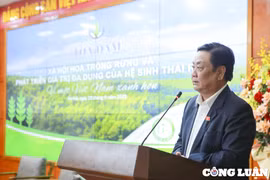 Từ năm 2021 đến nay, cả nước trồng khoảng 696 nghìn ha rừng tập trung