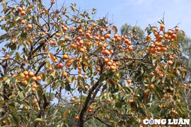 Thủ phủ hồng trăm tuổi ở xứ Nghệ vào mùa thu hoạch