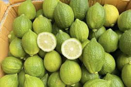 Hậu “cơn sốt” trà chanh giã tay, chanh tươi Quảng Đông hạ giá mạnh