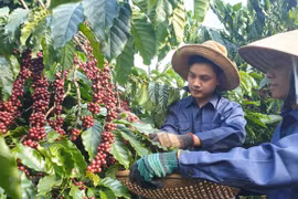 Xuất khẩu cà phê Việt Nam sang Mỹ tăng 44,5%