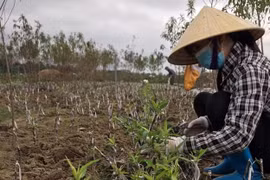 Người dân trồng đào tất bật xuống giống vụ mới sau Tết Nguyên đán