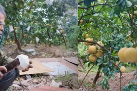 Thủ phủ bưởi diễn nhộn nhịp thu hoạch cận tết nguyên đán