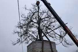 Nhất chi mai Sa Pa đại thụ giá bán 150 triệu đồng