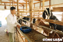 Hà Nội hướng tới tái chế chất thải chăn nuôi thành sản phẩm thân thiện môi trường