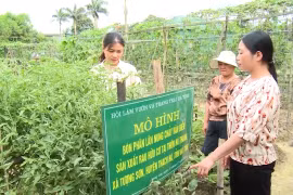 Mô hình “Vườn rau an sinh” giúp phụ nữ Hà Tĩnh có thể tham gia BHXH tự nguyện