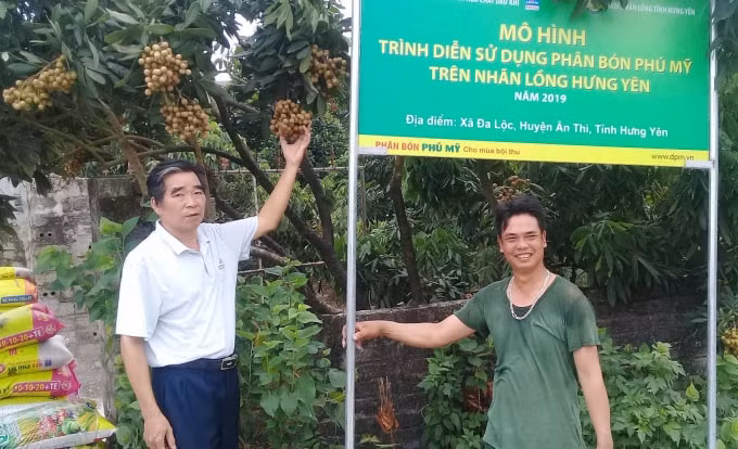 Mô hình trình diễn sử dụng phân bón Phú Mỹ trên cây nhãn.