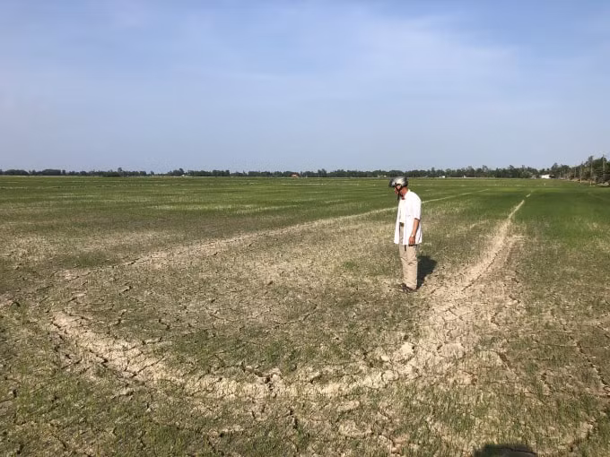 Nhiều diện tích lúa bị thiệt hại.