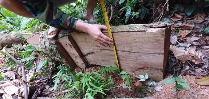 Một phần gỗ còn sót lại bìa rừng