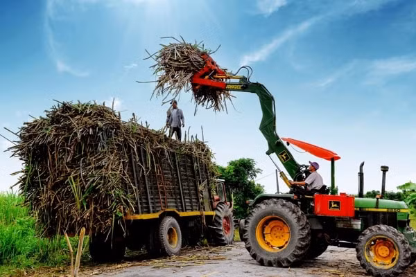 Ngành mía đường cần phát huy lợi thế là nhu cầu lớn của thị trường trong nước. Ảnh minh họa